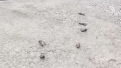 Десяток бездыханных птиц обнаружили на улице в Михайловске
