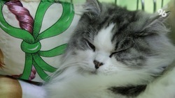 Ветеринар из Ставрополя: «Кошки привязываются к окружающей обстановке»
