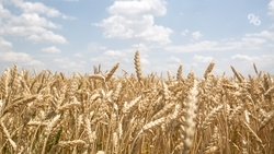 Аграрии Ставрополья могут принять участие в конкурсе на получение субсидий