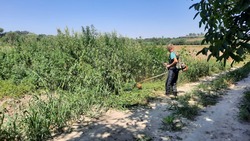 Более 370 кустов дикорастущей конопли уничтожили на Ставрополье