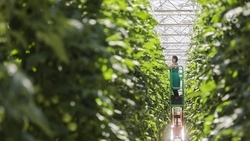 Тепличный комплекс площадью 6,5 га начали строить в Предгорном округе 