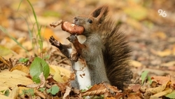 Жителям Ставрополья рекомендуют не кормить белок с рук