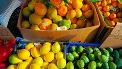 Праздничная сельскохозяйственная ярмарка прошла в Ставрополе