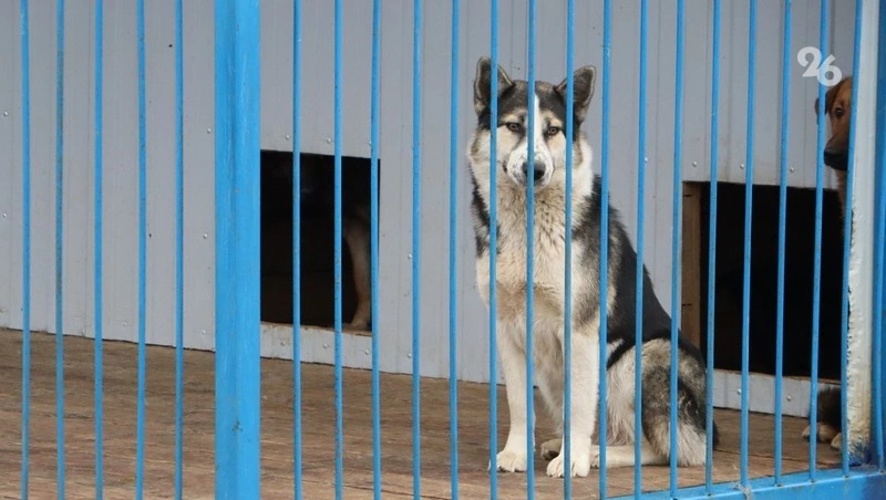 Животных из подтопленного приюта в Махачкале спас местный житель