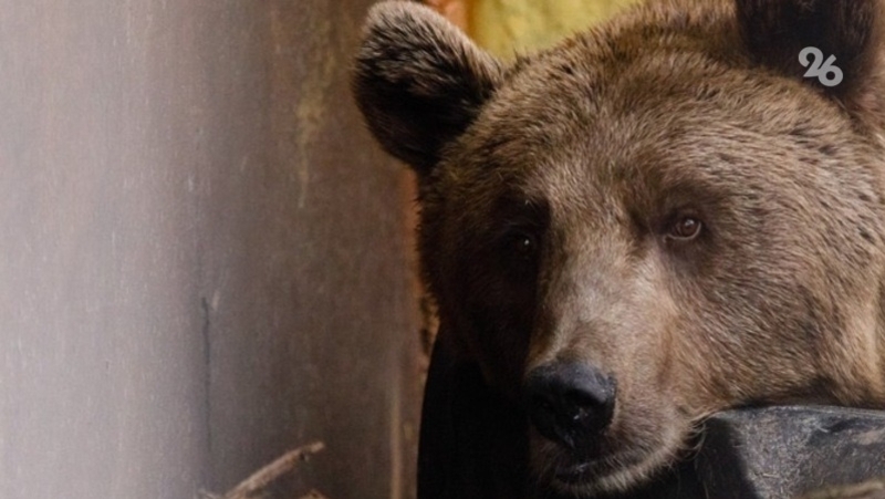 Медведи пугают жителей трёх населённых пунктов в Северной Осетии