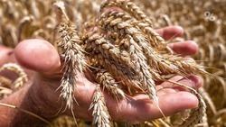 Сельхозпроизводителям Ставрополья доступен грант «Агростартап» 