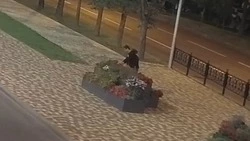 Полиция ищет похитителей цветов из вазонов в центре Ставрополя