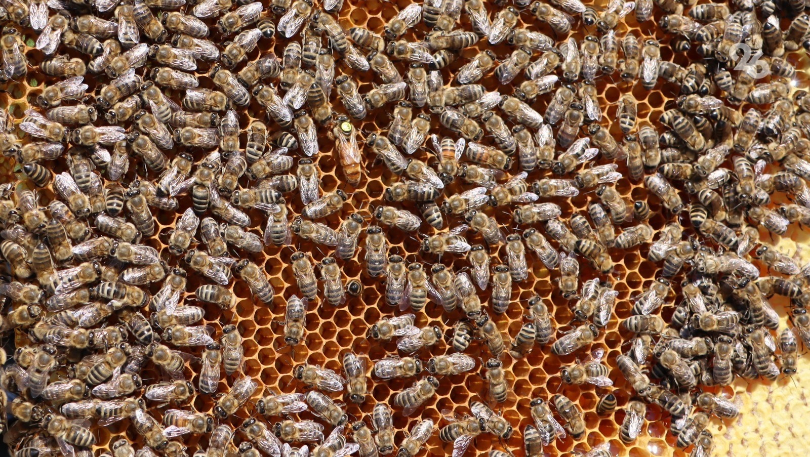 Купить пчелосемьи в 2024 году