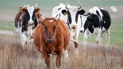 Очередное стадо коров «арестовали» в Кисловодске
