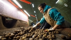 Урожай овощей полностью собрали в Будённовском округе 