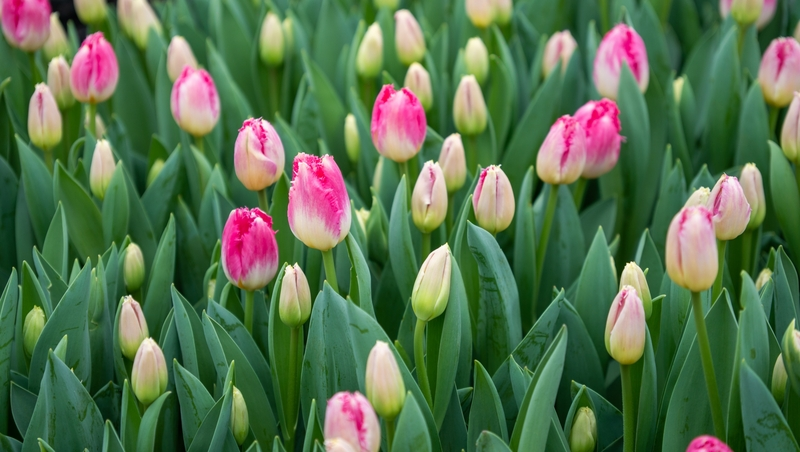 Три цветочные ярмарки пройдут в Пятигорске перед 8 Марта 