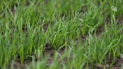 95% озимых культур находится в хорошем состоянии после непогоды на Ставрополье