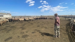 Ставропольский фермер получил 3 млн рублей за шерсть несуществующих мериносов