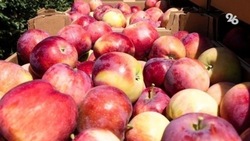 Северный Кавказ за три года решит проблему импортозамещения по яблокам — Минэк РФ