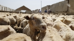 Совфед одобрил проект Ставрополья по глубокой переработке овечьей шерсти