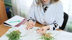 В Новоселицком округе обнаружили поражения корневой гнилью на 4,5 тыс. га полей 