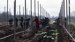 В 2026 году на Ставрополье заложат 250 га плодовых садов