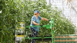 Более 265 тонн зелени собрали в тепличном хозяйстве Предгорья в 2025 году