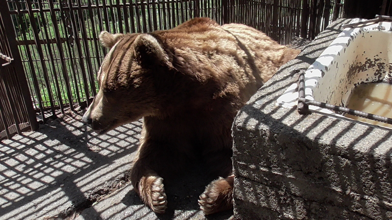 Северный зоопарк. Зоопарк в Северной Осетии. Таллинский зоопарк. Медведи в Осетии. Рыбный зоопарк.