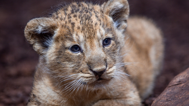 Волонтёры выходили львицу, которую прежние владельцы истязали в кафе в Махачкале