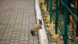 Кроликоферма в Грачёвском округе откроет свои двери для агротуристов
