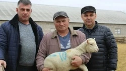 3,1 тыс. ягнят появились на свет в Степновском округе Ставрополья