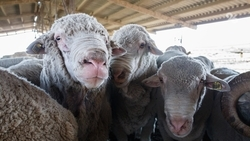 На Ставрополье планируют построить крупный мясоперерабатывающий комплекс