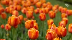 Более 800 тыс. тюльпанов и роз вырастили в Предгорном округе к 8 марта