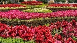 Более 800 кв. метров клумб благоустроят в Ессентуках