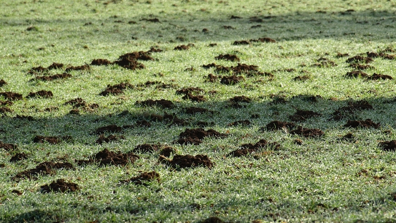 Агроном Воробьёв поделился экологичным способом борьбы с кротами