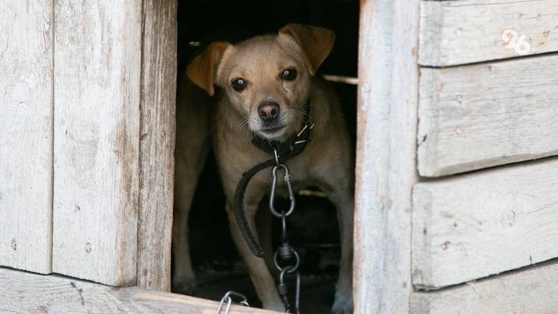 В Дагестане бродячие собаки напали на восьмилетнего ребёнка