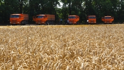 Урожай зерновых на Ставрополье в четыре раза превышает внутреннюю потребность