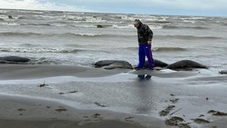 Количество обнаруженных тел погибших тюленей на побережье Каспийского моря увеличилось в 2,5 раза