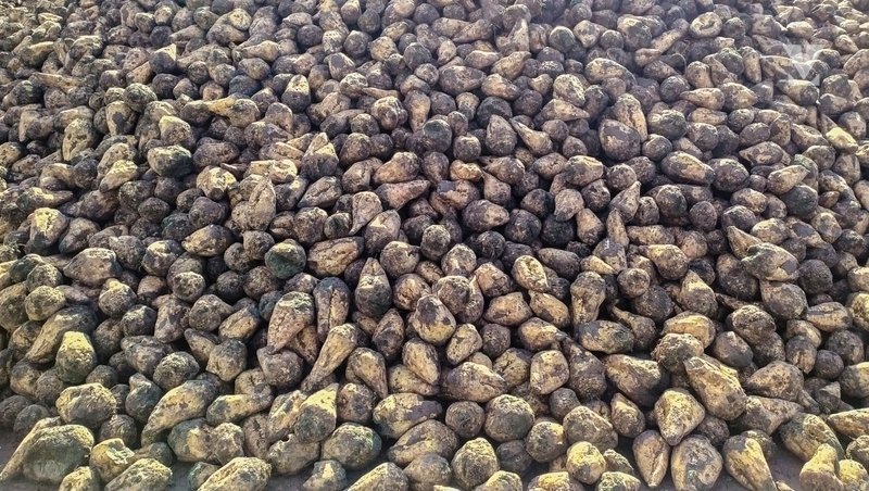 Производство сахарной свёклы увеличилось на 13 в Ставропольском крае