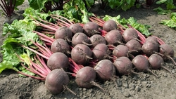 Аграрии Ставрополья приступили к уборке столовой свёклы