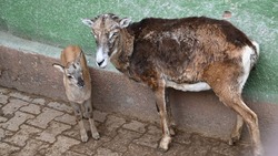 Детёныши зелёной мартышки, муфлона и дикобраза родились в зоопарке Ставрополя