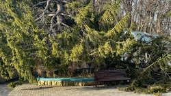 Более десяти деревьев  в Железноводске пострадали из-за сильного ветра