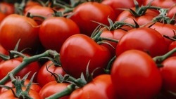 Семена томатов посеяли в строящемся тепличном комплексе на Ставрополье
