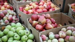 Две ярмарки выходного дня пройдут в Ставрополе 29 июня 