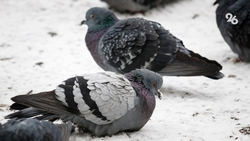 Мокрый снег, порывистый ветер и плюсовая температура ожидаются на Ставрополье на этой неделе 