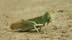 В Астраханской области объявили ЧС из-за нашествия саранчи