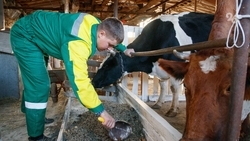 Самозанятые владельцы личных подсобных хозяйств на Ставрополье впервые смогут претендовать на субсидию