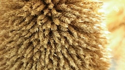 Политолог Гращенков оценил работу главы Ставрополья в реализации импортозамещения 