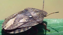 В 18 территориях Ставрополья обработали поля от клопа-вредной черепашки