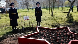 В Невинномысске высадили уникальный саженец тополя Победы из Волгограда