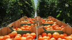 Почти на 23 процента планируют нарастить производство тепличных овощей на Ставрополье к 2024 году