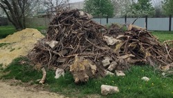 Ставропольские общественники обеспокоились вырубкой деревьев при благоустройстве парка в селе Птичьем