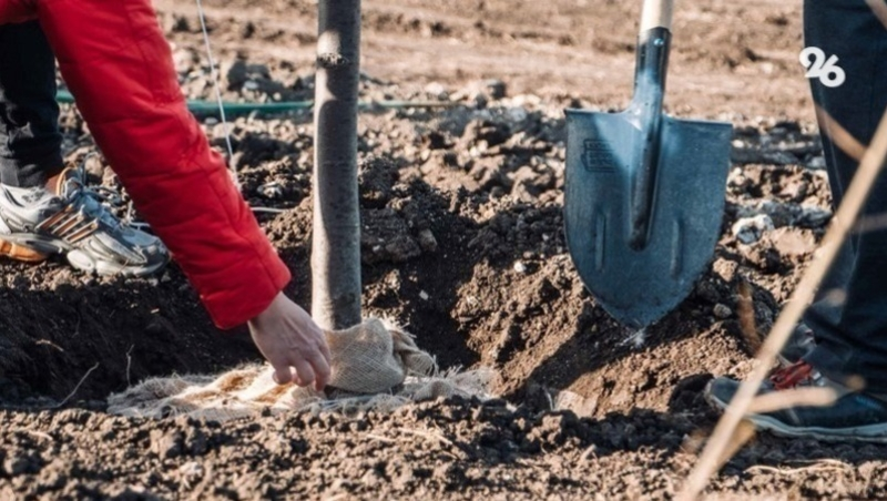Акция «Сад памяти» стартовала ещё в трёх округах Ставрополья