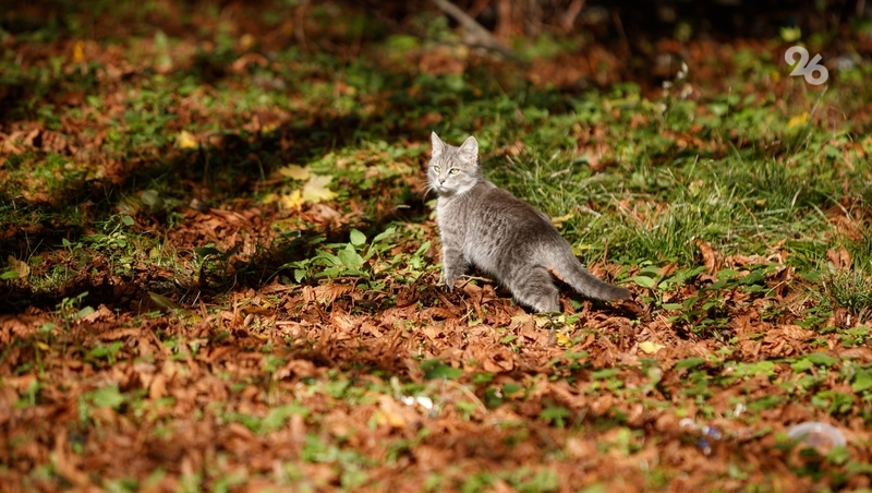 В Ставрополе зарегистрировали 30-летний температурный рекорд