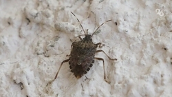 Специалист объяснил причины нашествия клопов-вонючек на Ставрополье